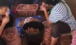 吃瓜吃无骨鸡爪的视频