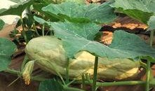 吃瓜叶子,探寻叶中滋味，解锁绿色饮食新风尚