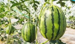 吃瓜的时候瓜甜,揭秘吃瓜乐趣背后的甜蜜秘密