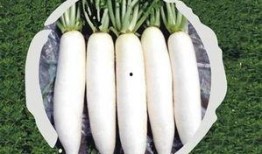 泰山电建吃瓜,揭秘电力建设领域的“吃瓜”风云