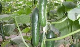 滑小稽吃瓜,揭秘娱乐圈幕后故事