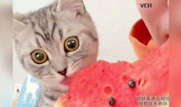 小猫吃瓜蜜瓜图片卡通,蜜瓜甜味萌化人心