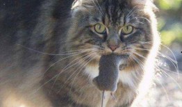 野猫可以吃瓜吗,它们可以吃瓜吗？