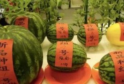 云时吃瓜,揭秘网络时代的娱乐现象