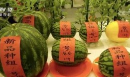 云时吃瓜,揭秘网络时代的娱乐现象