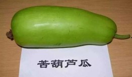 吃葫芦瓜的坏处,葫芦瓜过量食用的潜在危害揭秘