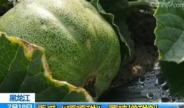 请吃瓜图片大全,盘点那些搞笑、温馨、感人的请吃瓜瞬间