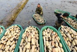 孟村吃瓜吴硕,瓜界风云人物