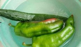 瓜给鸡吃,探寻瓜给鸡吃的奇妙益处