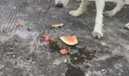 小狗为什么吃瓜