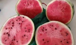 吃麒麟瓜视频素材,一场视觉与味蕾的双重盛宴