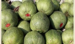 瓜不香怎么吃,探索独特吃法新体验