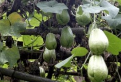 吃茎的瓜,探寻吃茎瓜的独特魅力