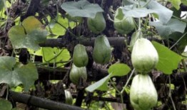 吃茎的瓜,探寻吃茎瓜的独特魅力