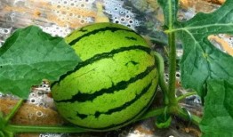 吃瓜临夏,探寻这座古城的美食与风情