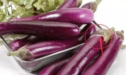 茄子鬼畜视频吃瓜,吃瓜群众的热议焦点