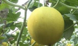 崔寨吃瓜,一场别开生面的夏日盛宴