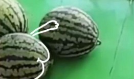 吃瓜表情绘画作品,一幅描绘当代生活的绘画作品解读