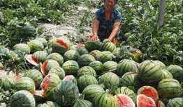 河北保定吃瓜新闻事件,一场网络舆论的风暴与反思