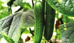 南交4p吃瓜群,揭秘娱乐圈幕后风云