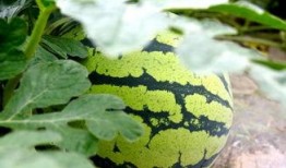 看瓜和吃瓜的古诗词,看瓜与吃瓜的诗词韵味