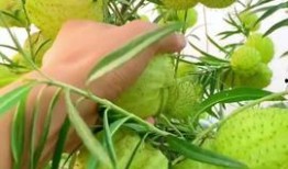 吃瓜36,一场全民参与的娱乐盛宴