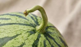 上海德勤吃瓜,一场吃瓜群众的狂欢盛宴