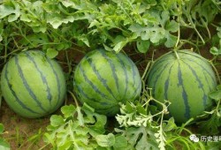 身边吃瓜,揭秘娱乐圈幕后故事