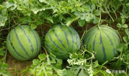 身边吃瓜,揭秘娱乐圈幕后故事