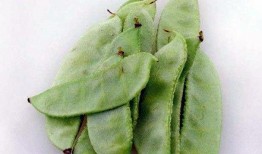 豆子吃瓜链接,揭秘豆子与瓜的奇妙缘分