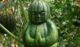 吃瓜几大名人,吃瓜群众热议的五大明星风云录