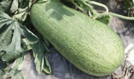 黄吃瓜,揭秘娱乐圈的“瓜田”故事