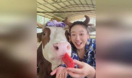 吃瓜牛牛,揭秘娱乐圈背后的那些事儿