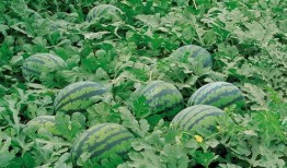 海伦堡吃瓜群,揭秘社区生活趣味瞬间