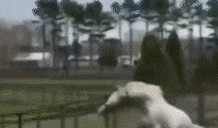 吃瓜老人动态图片,趣味横生的瞬间捕捉