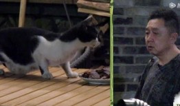 野猫可以吃瓜吗,它们可以吃瓜吗？