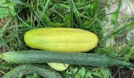 公瓜为何留自己吃