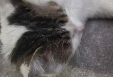 猫吃瓜拉稀吗,揭秘瓜果对猫咪的影响