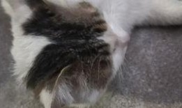 猫吃瓜拉稀吗,揭秘瓜果对猫咪的影响