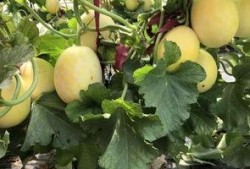 界首新闻吃瓜,揭秘吃瓜群众的狂欢盛宴